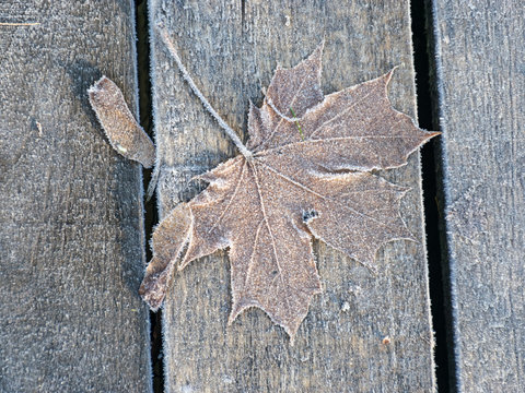 abstract picture with wooden footbridge and dry frosted autumn leaves, suitable for background