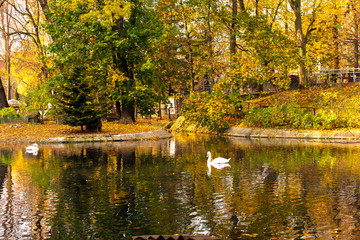 Obraz premium Autumn landscape with swans. Natural concept. Landscape.