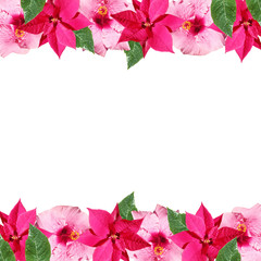 Beautiful floral background of hibiscus and poinsettia. Isolated