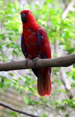 Red color Lory