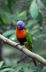 Rainbow Lory 