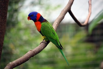 Rainbow Lory Bird