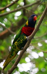 Rainbow Lory Bird