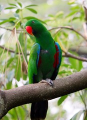 Parrot and Lory