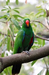 Parrot and Lory