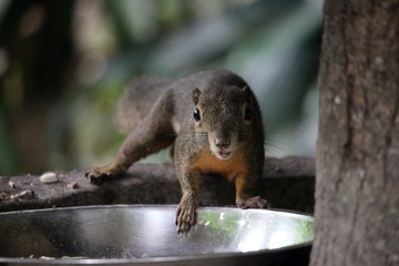 Squirrel Curiously looking