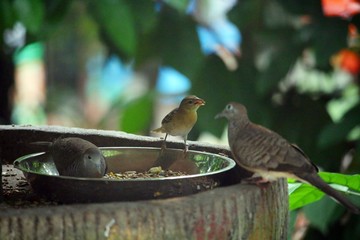 Birds Feeding 