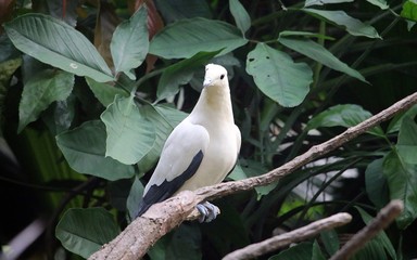 White Bird