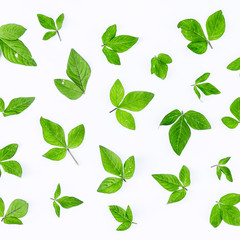 Pattern with green leaves on white background
