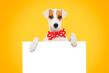 Funny dog Jack Russell Terrier in a bow tie with a banner on yellow background