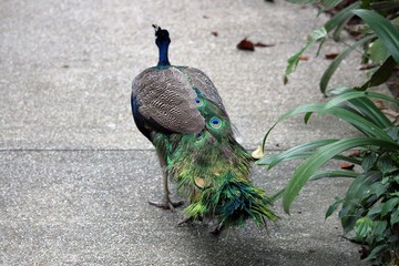 Peacock 