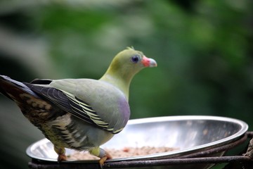 Bird Feeding