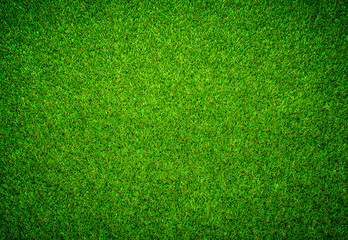 Plakat green grass background