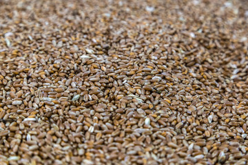 wheat seeds background