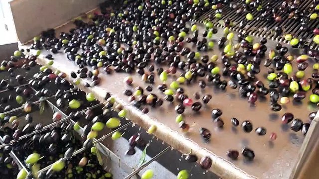 Oil mill defoliation machine process slow motion,olives rolling,extra virgin