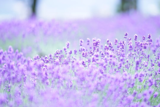 八木崎公園のラベンダー畑4