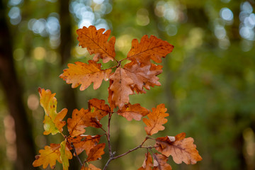 Autumn maple leaf net background with flu and bokeh