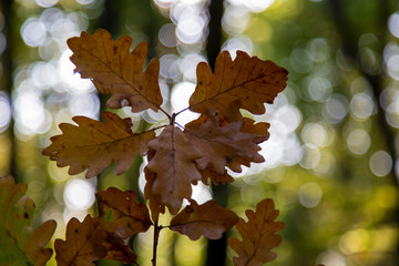 Naklejka na ściany i meble Autumn maple leaf net background with flu and bokeh