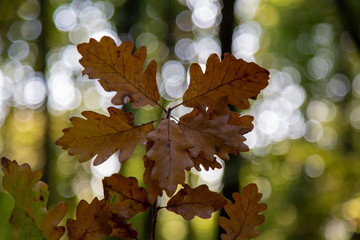 Autumn maple leaf net background with flu and bokeh