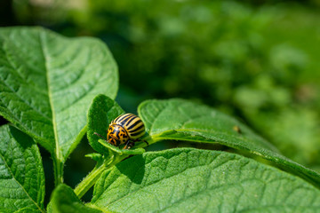 Adult colorado beetle on a leaf of potatoes. Parasite isekt