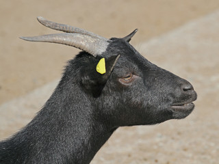 Hausziege