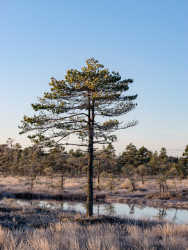 picture with lone mire pine, beautiful sunrise mire, frosty nature