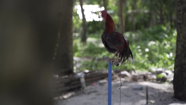 Reveal of rooster crowing on pole in a tropical area