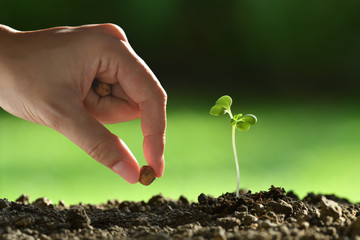 Person ’s hand planting seeds in soi