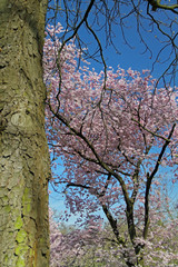 Kirsch-Blüte