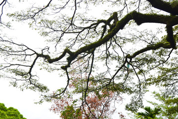 Tree Branch Dead Dry Branch Root with Some Green Leaf White Background - Image