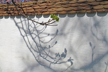 Schatten © Asray Laleike