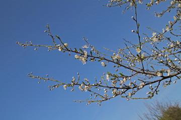 Baumblüten