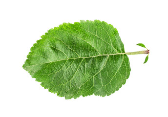 Apple leaf isolated on white background