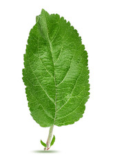 Apple leaf isolated on white background