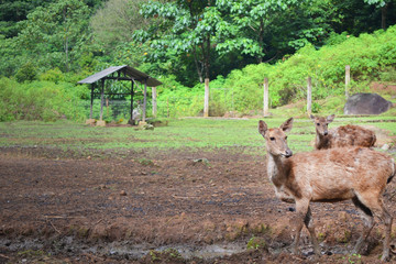 Forest Deer Looking for Something. Group of Deer Plays. Photographed at Summer Season in Country Side