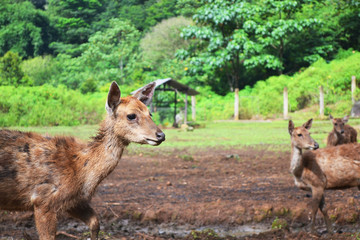 Naklejka premium Forest Deer Looking for Something. Group of Deer Plays. Photographed at Summer Season in Country