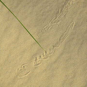 Kaligraphie