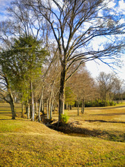 Fototapeta na wymiar Singular, lonely tree as the focal point in a wide open field in autumn
