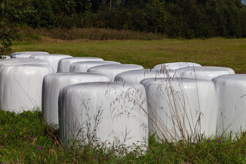 White hay rolls in rural landscape.