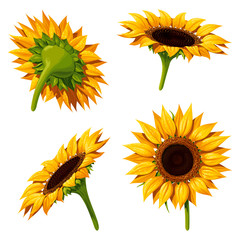Four sunflower flowers in different angles, isolated vector illustration on white background.