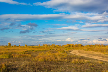 Yellow field on the background of the autumn forest
