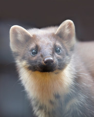 The Pine Marten.  It lives in Europe and Western parts of Asia and inhabits mainly forest areas. Wool of the forest marten is painted in chestnut or dark brown color with a yellow rounded throat spot.