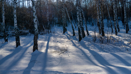 View of beautiful winter birch wood at sunset time