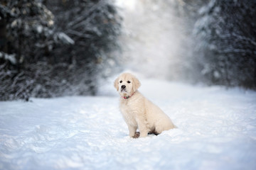golden retriever puppy posing in a winter forest