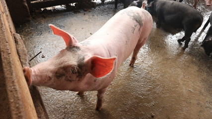4 month old pig, standing Who lives on a farm