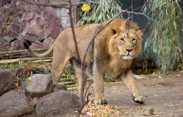 Obraz na płótnie Canvas Lion. The lion is a species of predatory mammal, one of four members of the genus Panthers. The lion is the second largest living big cat, second only to the tiger.