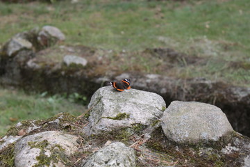Schmetterling im Wald