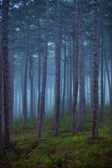 misty autumn forest