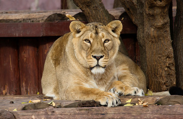 Obraz premium Lion. (Lioness) The lion is a predatory mammal, one of four members of the genus Panthers. The lion is the second largest living big cat, second only to the tiger.