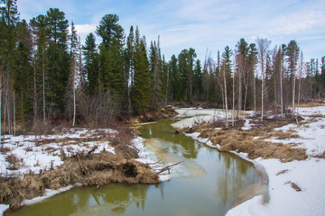 Small frozen river in the spring coniferous forest
